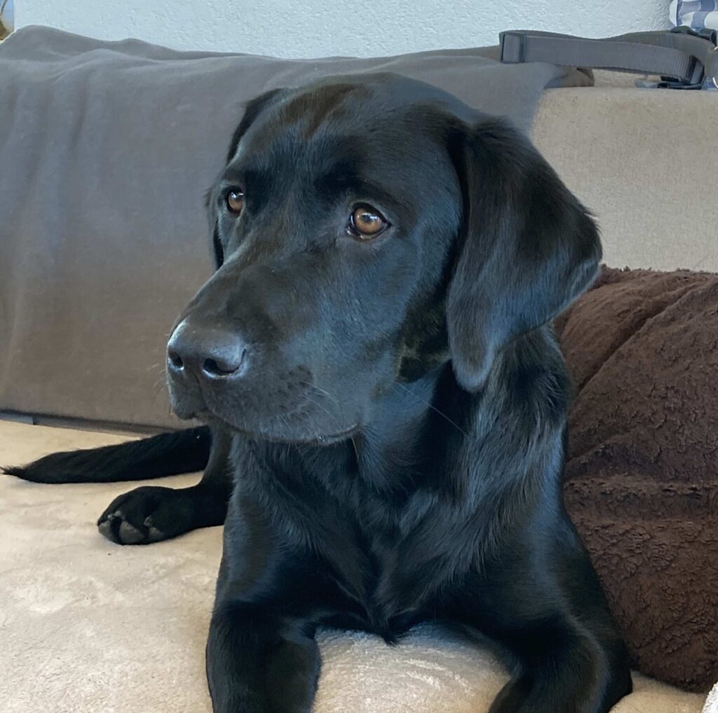 Auf einem beigen Sofa mit braunem Kissen im Hintergrund liegt ein schwarzer Labrador Retriever und blickt aufmerksam zur Seite.